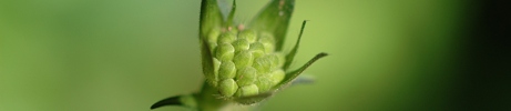 Blueten